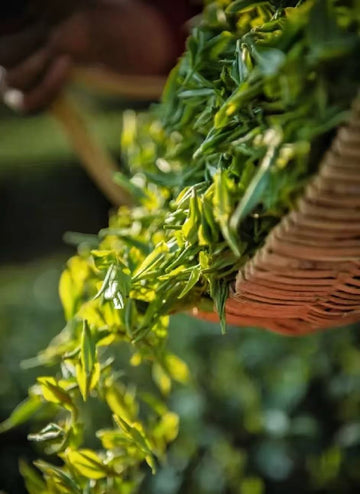 how much caffeine in a cup of tea?